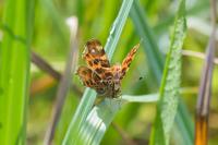Araschnia levana