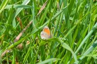 Coenonympha pamphilus