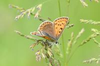 Lycaena tityrus