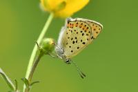 Lycaena tityrus