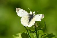 Anthocharis cardamines