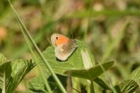 Coenonympha pamphilus