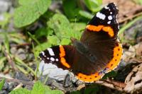 Vanessa atalanta