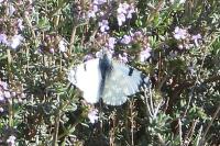Euchloe crameri