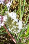 Euchloe crameri