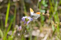 Anthocharis cardamines