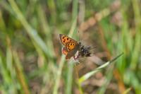Lycaena phlaeas