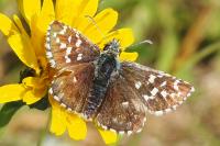 Pyrgus malvoides