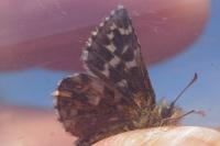 Pyrgus malvoides