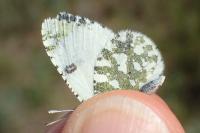 Euchloe tagis