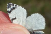 Euchloe tagis