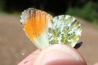 Anthocharis euphenoides