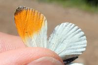 Anthocharis euphenoides