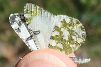 Euchloe tagis