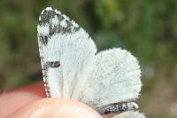Euchloe tagis