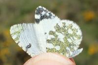 Euchloe tagis