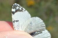Euchloe tagis