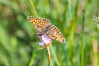 Melitaea cinxia