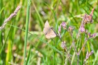Erynnis tages