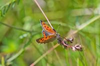 Lycaena phlaeas