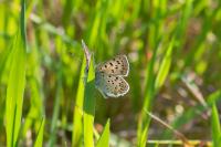 Lycaena tityrus