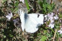 Euchloe tagis