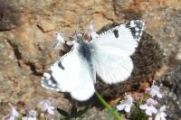 Euchloe tagis