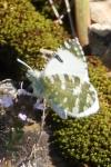Euchloe tagis