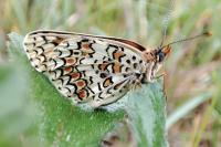 Melitaea phoebe