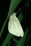 Pieris rapae
