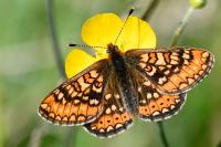 Euphydryas aurinia