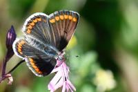 Aricia agestis