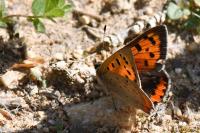 Lycaena phlaeas