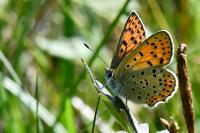 Lycaena tityrus