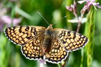 Melitaea cinxia