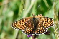 Melitaea phoebe