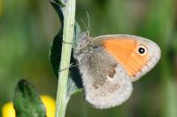 Coenonympha pamphilus