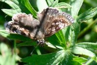 Erynnis tages