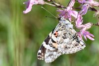 Vanessa cardui