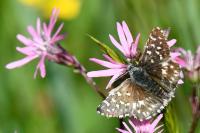 Pyrgus malvae / Pyrgus malvoides