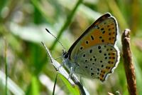 Lycaena tityrus