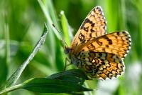 Melitaea cinxia