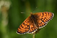 Melitaea parthenoides