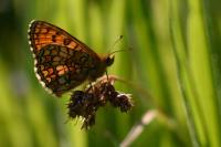 Melitaea parthenoides