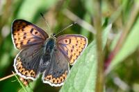 Lycaena tityrus
