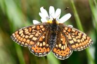 Euphydryas aurinia