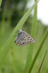 Lycaena tityrus