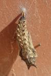 Aglais urticae