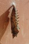 Aglais urticae
