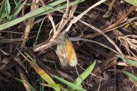 Coenonympha pamphilus
